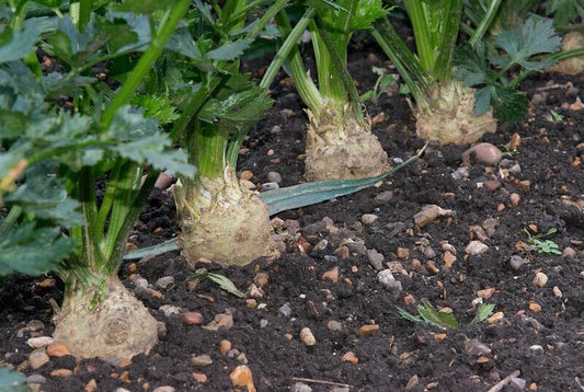 Celeriac Seeds 1500 Pack - Giant Prague Non-GMO - Celery Root Seeds - Perfect for Gardens - USA Seller