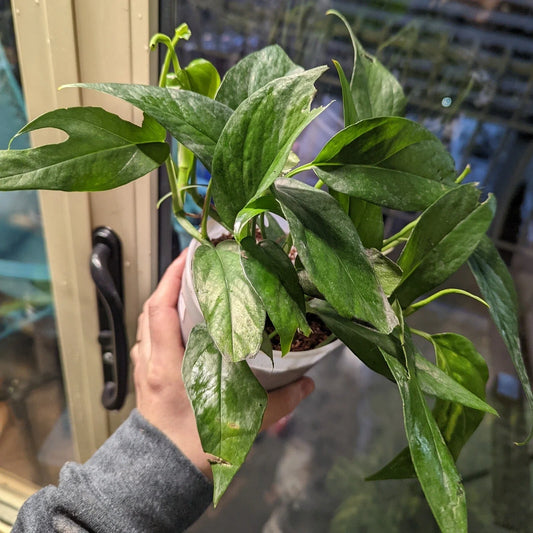 Pothos Baltic Blue Plug - Live Well-Rooted Epipremnum Starter Plant - Rare Aroid