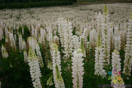 Russell White Lupine Seeds - 25+ Pack for Garden Planting - Lupinus polyphyllus - USA Grown