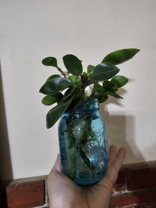 Rooted Cutting Baby Rubber Plant - Ficus elastica - Indoor Houseplant, Easy Care, Air Purifying Plant