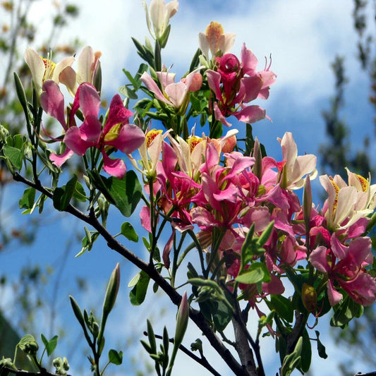 Pink Orchid Tree Seeds - Tropical Butterfly Flower, Bauhinia monandra, Rare Variety