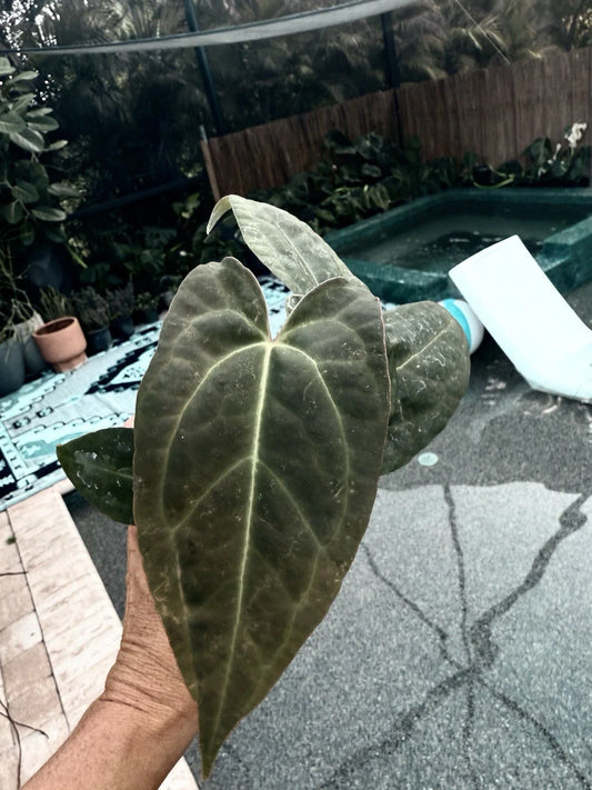 Anthurium Plant - Growers Choice - Red Crystallinum X Crystallinum - Free Shipping