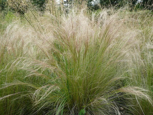Mexican Feather Grass Seeds - 160 Count, Hardy Ornamental Grass, Stipa Tenuissima, USA Grown