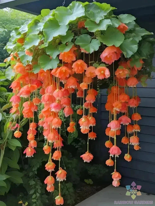 Orange Weeping Begonia Seeds - 25 Premium Seeds for Garden Planting - Begonia x tuberhybrida - USA