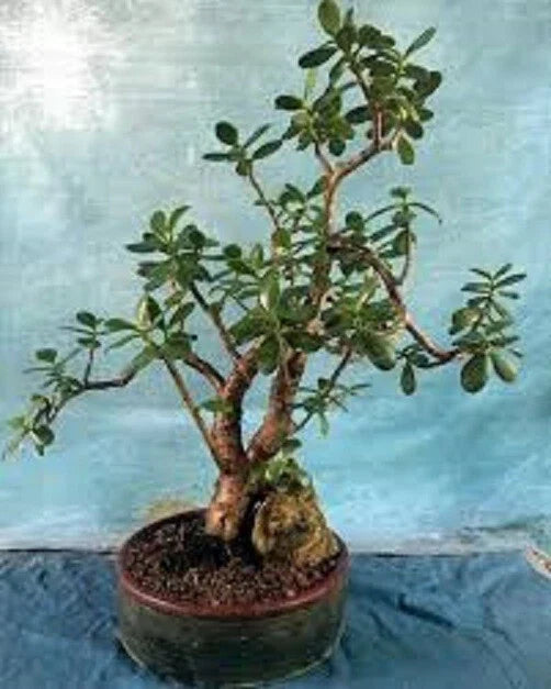 Live Succulent Plant - Crassula Ovata 'Crobys' - Large Jade Plant with Bonus 17" to 24" Size