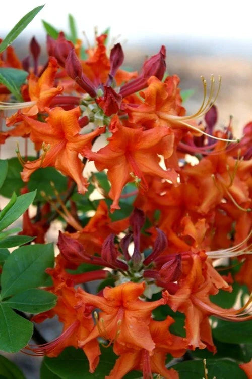 Red Pepper Aromi Azalea Starter Plant - Rhododendron Deciduous Small - Vibrant Red Blooms