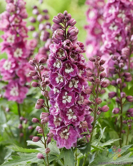 Bee Delphinium Seeds - 200+ Pink & White Variety - Delphinium spp. - Perfect for Garden Planting - USA Grown