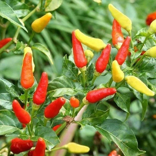Tabasco Hot Pepper Seeds - 20 to 1000 Count - Colorful Plant - Capsicum frutescens for Homemade Sauce