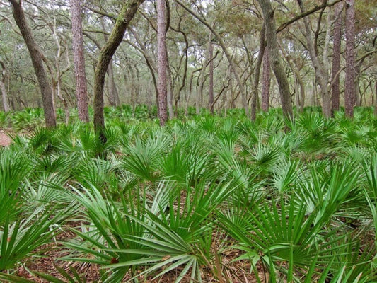Dwarf Palmetto Plants 5 Live - Wild-Grown, Southern Tough Sabal Minor, Cold-Hardy, Drought-Tolerant, Zones 7-10