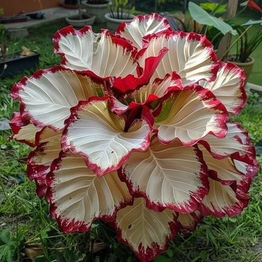 Crimson Burst Calathea Seeds - 25+ Pack for Garden Planting - Easy to Grow, Colorful Foliage - Calathea 'Crimson Burst'