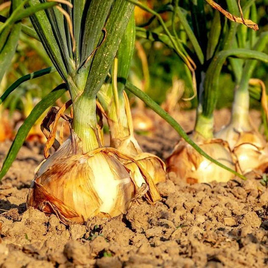 Onion Seeds 200+ Texas Early Grano 502 Yellow HEIRLOOM Allium cepa, Non-GMO Vegetable Seeds, Free Shipping