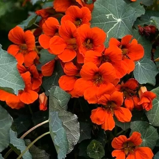 Nasturtium Seeds - Empress of India Red Vine - Edible Non-GMO - 20 Seeds - Hummingbird Attracting