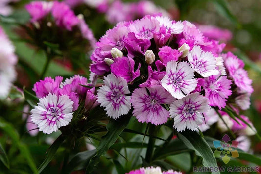Sweet William Carnation Seeds - 200+ Pack for Garden Planting - Dianthus barbatus - USA Grown, Free Shipping