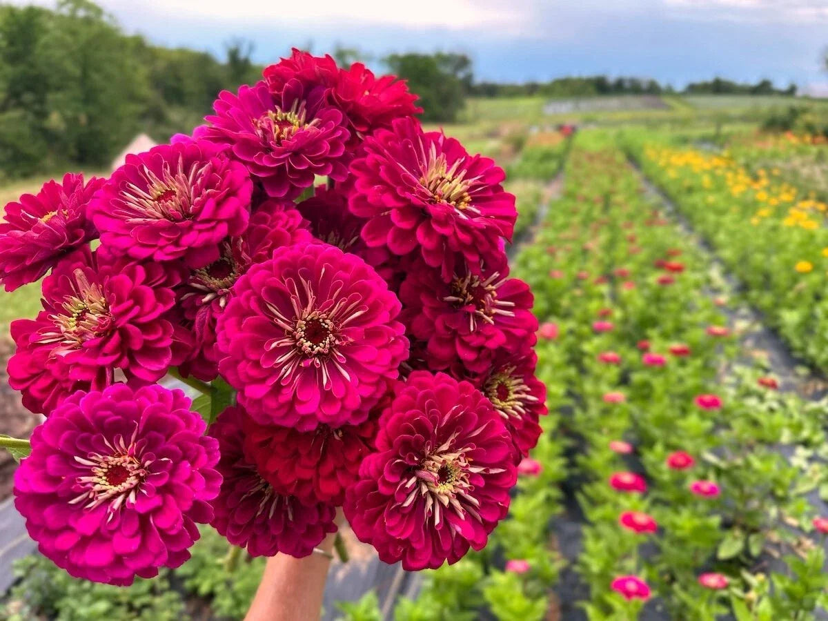 Benary Giant Wine Zinnia Seeds - 100+ Count - Garden Planting - Zinnia elegans - USA Quality - Free Shipping