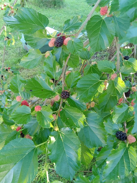 Small Black Mulberry Tree - Compact Live Plant for Gardens & Patios - Morus nigra