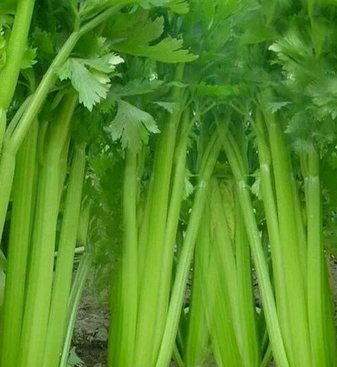 Tall Utah Celery Seeds 1000+ Non-GMO Vegetable Garden Salad Soup Starter Apium graveolens