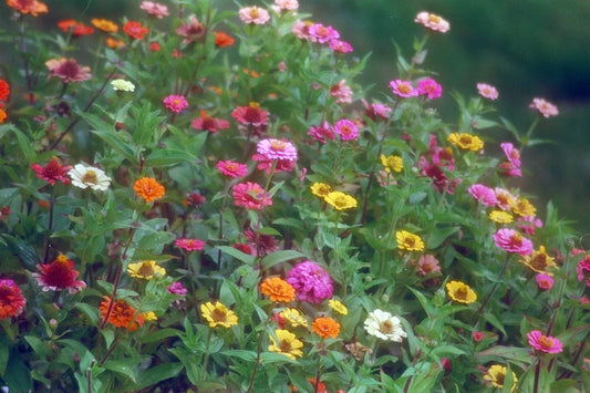 Zinnia Seeds - 170 Seeds - Pompon/Pumila Mix - Zinnia elegans - GroCo USA