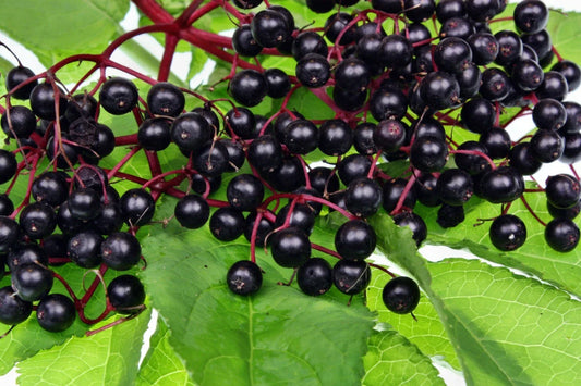 Elderberry Live Plant Set of 2, Bare Root, 16+ Inches, Black/Common (Sambucus nigra), Edible & Medicinal, Hardy Zones 5-9