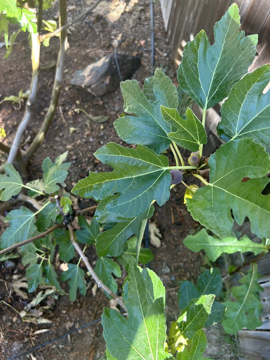 Black Madeira Fig Cuttings - 3 Pack - Ficus carica 'Black Madeira'