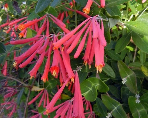Native Coral Honeysuckle Live Starter Plant, Lonicera sempervirens 'Honey Coral', Bright Coral Flowers, Pollinator Friendly
