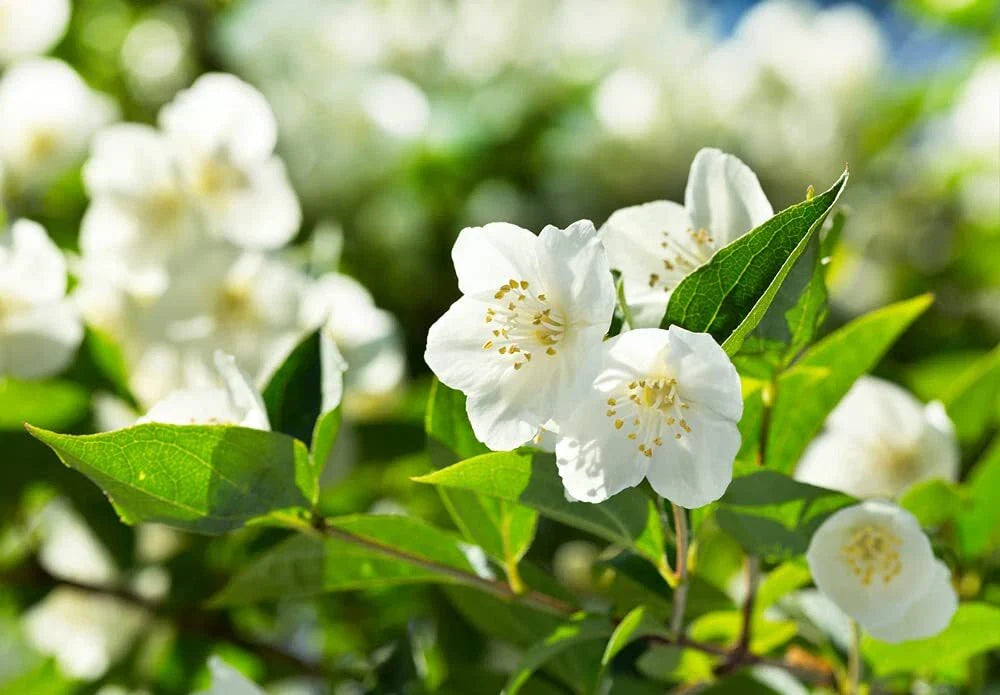 Bonsai Tree Seeds - 25 Seeds - White Jasmine - Vibrant White Flowers, Easy to Grow, Jasminum sambac
