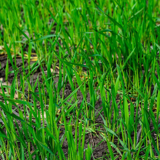 25 LBS Winter Rye Seed - Cover Crop for Food Plots, Deer & Wildlife, Garden Use - Secale cereale