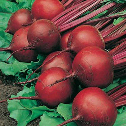 Red Ace Hybrid Beet Seeds - 100 Count Packet - Drought Tolerant - Beta vulgaris