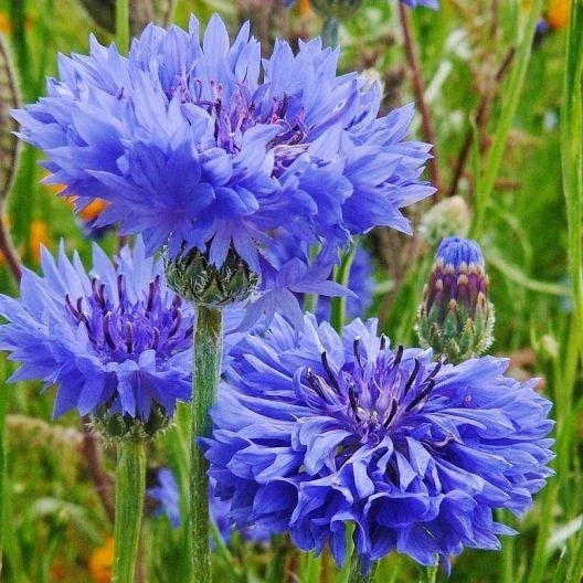 Tall Blue Cornflower Seeds - 200+ Bachelor Button Flowers - Centaurea Cyanus - Non-GMO, Easy to Grow