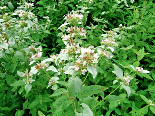 Mountain Mint Seeds - 500+ Pack - Native Wildflower Edible Herb - Drought Tolerant for Poor Soils and Shade