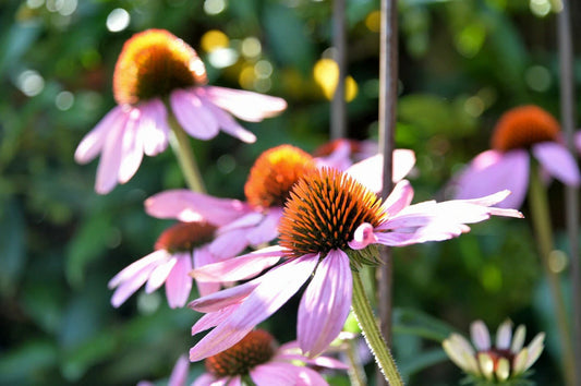 Echinacea Purpurea Seeds - 400+ Purple Coneflower Perennial Medicinal Herb Seed Pack