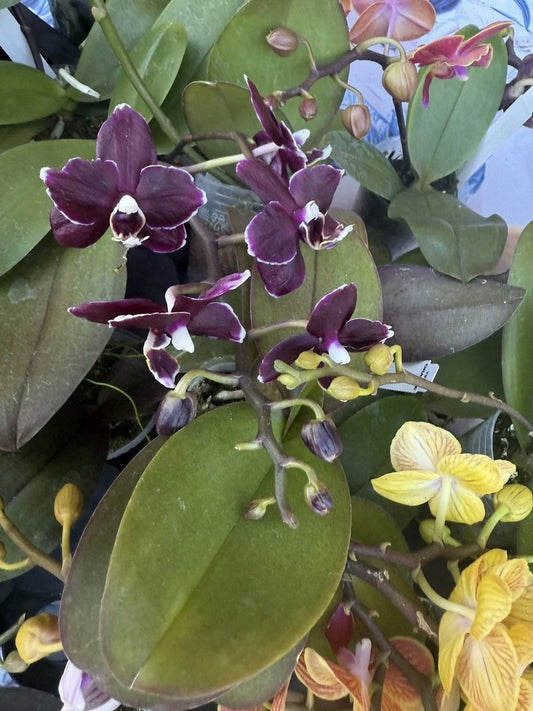 Orchid Plant in 3-Inch Pot, Phalaenopsis with Buds or Blooms, Perfect Indoor Flowering Houseplant