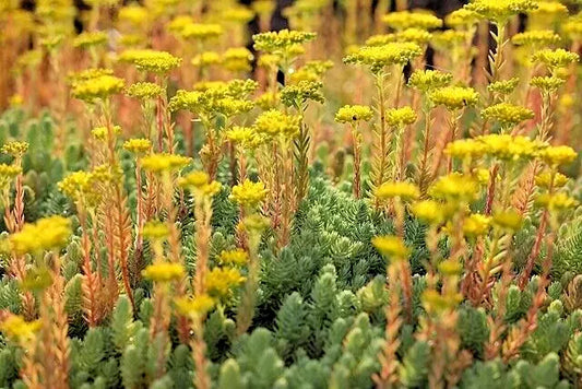 Sedum Seeds - 200 Count - Blue Spruce Hardy Sedum - Yellow Flowers in Summer - Easy to Grow