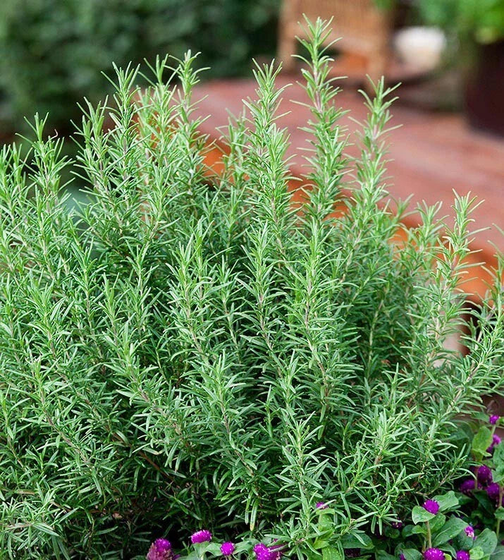 Rosemary Seeds - 50+ Culinary Perennial Herb - Evergreen Shrub for Garden & Container - Rosmarinus officinalis