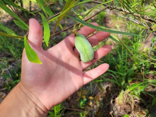Narrowleaf Pawpaw Seed | 1 Seed | Asimina Longifolia | Florida Native | Rare Fruit