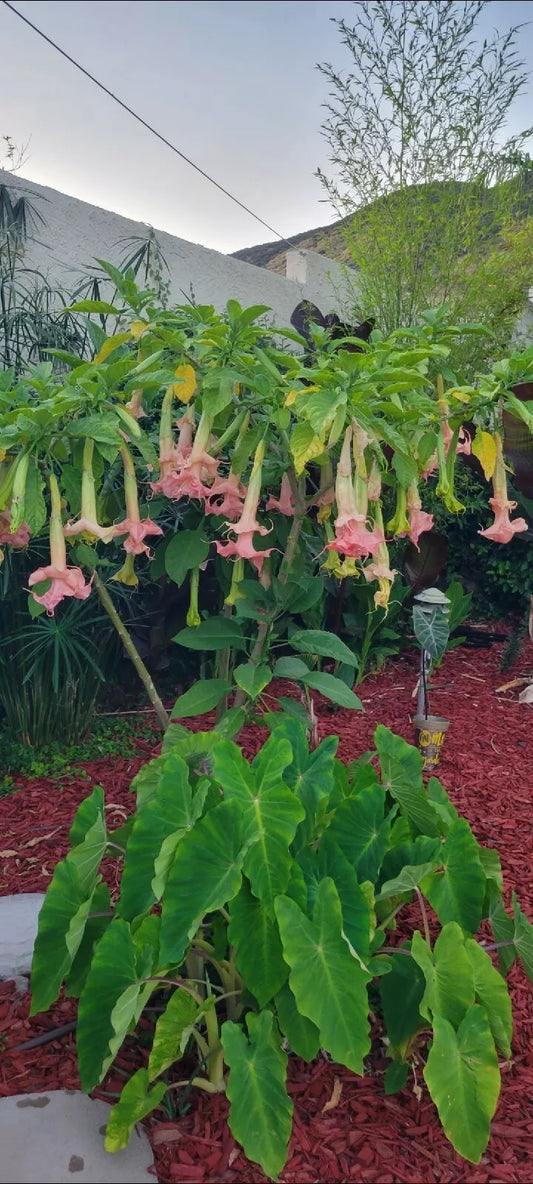Angel Trumpet Plant 1 Gal. Tropical Brugmansia Fragrant Unique Flowers Rooted