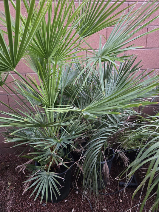 Mediterranean Fan Palm Tree, 46" Tall, Chamaerops Humilis, 8 Years Old, Indoor/Outdoor Plant