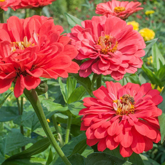 Benary Giant Coral Zinnia Seeds - 100+ Pack - Colorful Garden Flowers - Zinnia elegans - USA Grown - Free Shipping