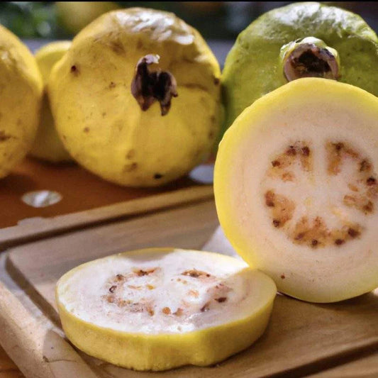 Mexican Cream Guava Seeds - 50+ Seeds for Garden Planting - Psidium guajava - USA - Free Shipping