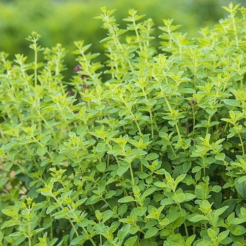 Oregano Herb Seeds - 10 Fresh Seeds for Planting - Origanum vulgare - Free USA Shipping