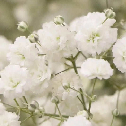 Baby's Breath Seeds - 5,000 Count - Easy to Grow Annual Flowers - Gypsophila elegans