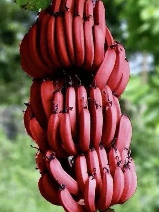 Cuban Red Banana Plant - 2 Live Plants - Musa acuminata var. 'Red' - Tropical Indoor/Outdoor Decor