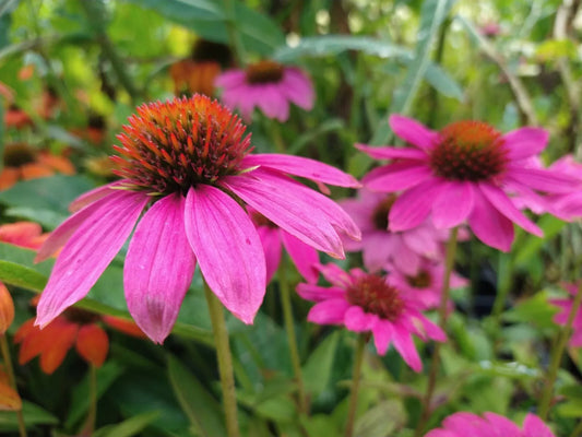 Echinacea Pow Wow Wild Berry Live Perennial Starter Plants, 4 Plugs, Magenta/Pink Flowers, Echinacea purpurea, Zones 4-8