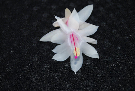 Christmas Cactus Starter Plant - Snow Fire - Schlumbergera Truncata