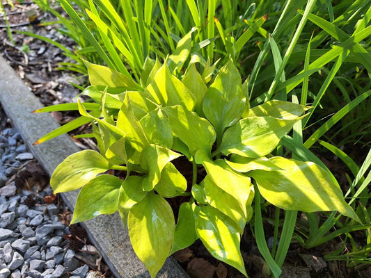 Hosta Luna Tick 5.25" Pot Well Rooted Perennial Shade Plant, Sport of Luna Moth (Hosta 'Luna Tick')