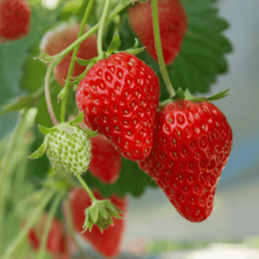Earliglow Strawberry Roots - Bare Root Plants | June-Bearing Variety | Fragaria x ananassa