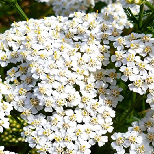 White Yarrow Seeds | Heirloom NON-GMO | Fresh Garden Seeds | Achillea millefolium