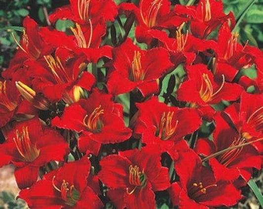 Mixed Daylily Bareroot Plants - 5 Sprouting Varieties - Hemerocallis - Free Shipping