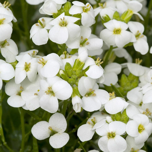 White Rock Cress Seeds - 200+ Arabis Alpina - Perennial Groundcover - USA Ship Free