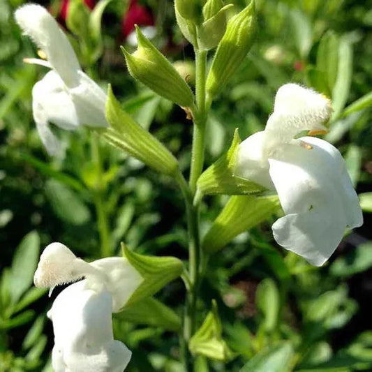 Salvia Greggii White 1 Gallon Plant - Live Fully Rooted Perennial Herbaceous Flowering Plant (Salvia greggii)