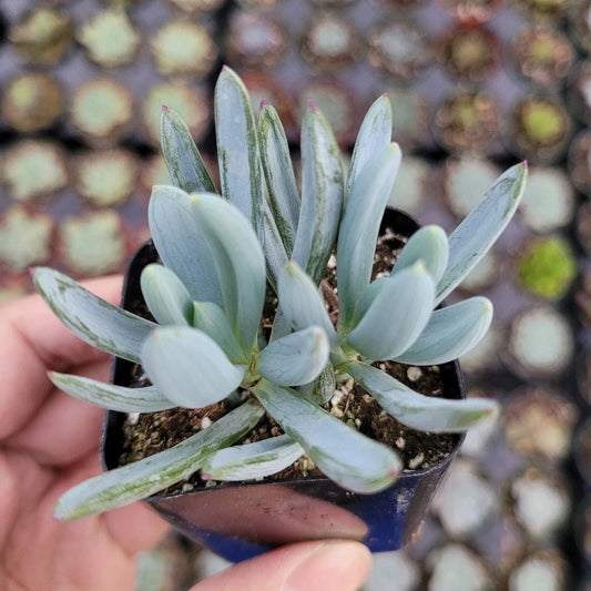 Succulent Plant 4 Inches Senecio Serpens 'Blue Chalk Sticks' Live Bare Root